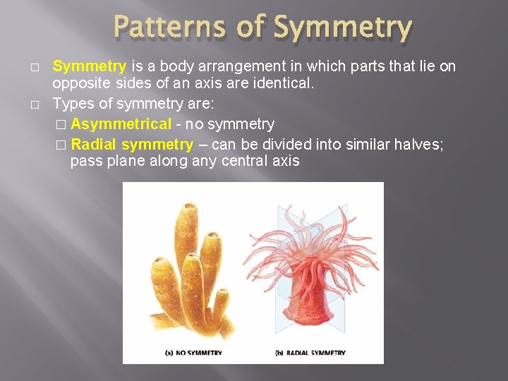 Patterns of Symmetry � � Symmetry is a body arrangement in which parts that