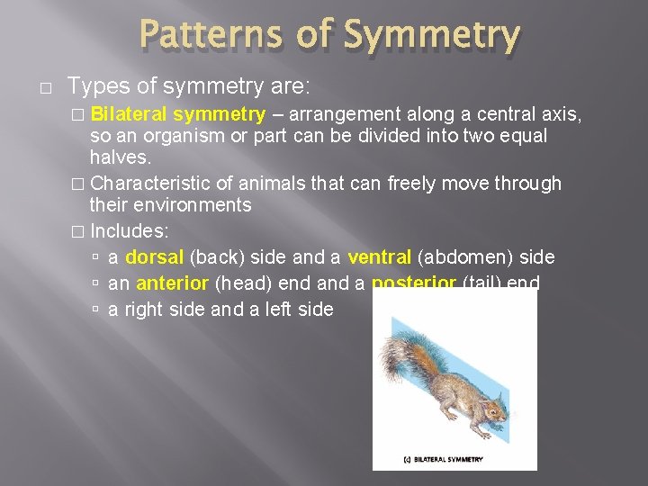 Patterns of Symmetry � Types of symmetry are: � Bilateral symmetry – arrangement along