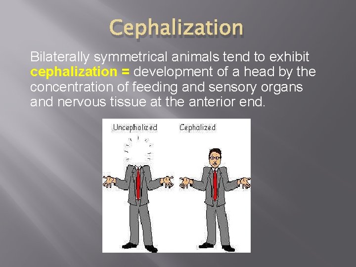 Cephalization Bilaterally symmetrical animals tend to exhibit cephalization = development of a head by