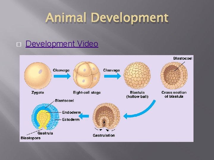Animal Development � Development Video 