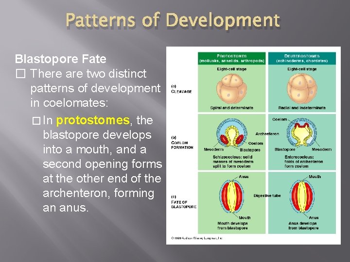 Patterns of Development Blastopore Fate � There are two distinct patterns of development in
