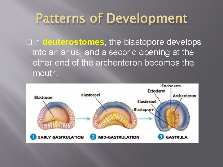 Patterns of Development �In deuterostomes, the blastopore develops into an anus, and a second