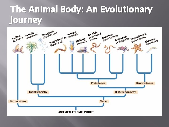 The Animal Body: An Evolutionary Journey 