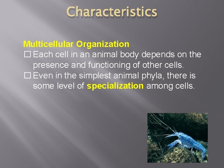 Characteristics Multicellular Organization � Each cell in an animal body depends on the presence