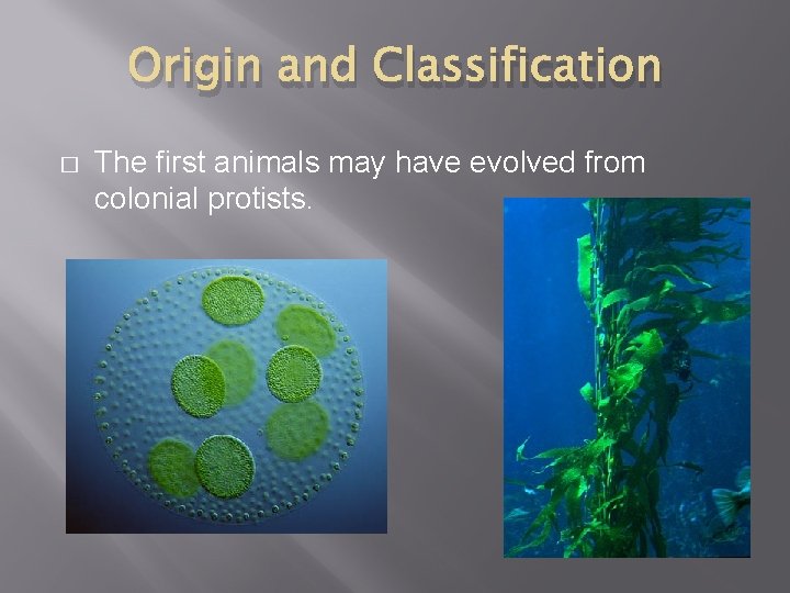 Origin and Classification � The first animals may have evolved from colonial protists. 