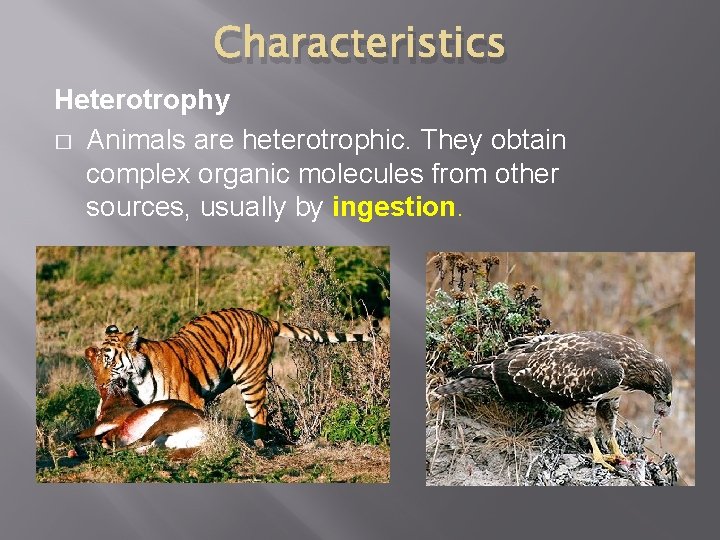 Characteristics Heterotrophy � Animals are heterotrophic. They obtain complex organic molecules from other sources,