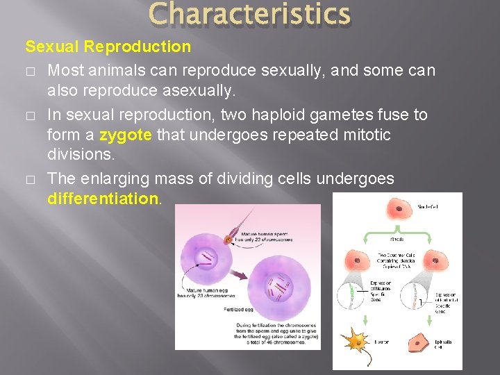 Characteristics Sexual Reproduction � Most animals can reproduce sexually, and some can also reproduce