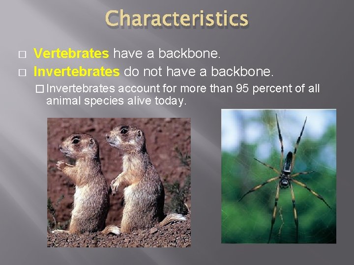 Characteristics � � Vertebrates have a backbone. Invertebrates do not have a backbone. �