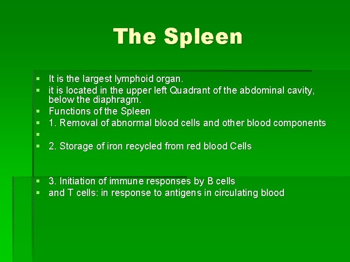 The Spleen § It is the largest lymphoid organ. § it is located in