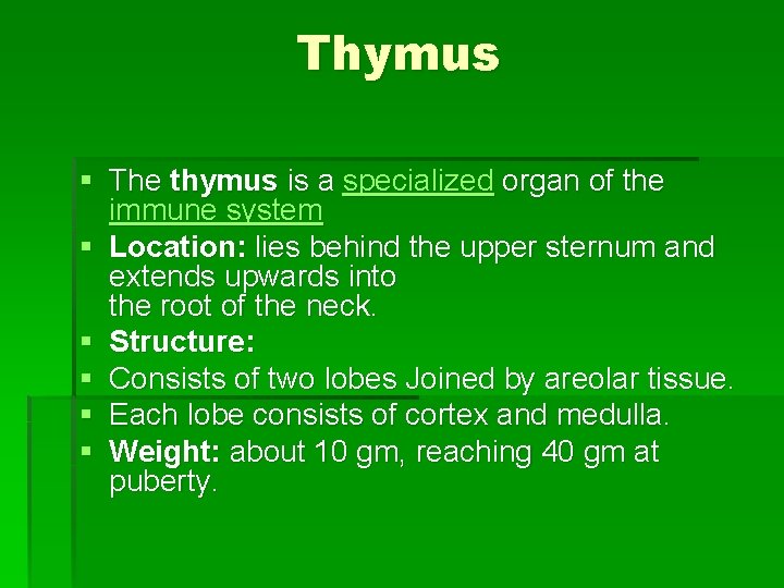 Thymus § The thymus is a specialized organ of the immune system § Location: