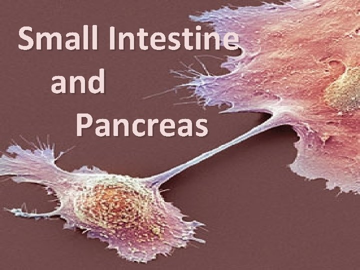 Small Intestine and Pancreas 