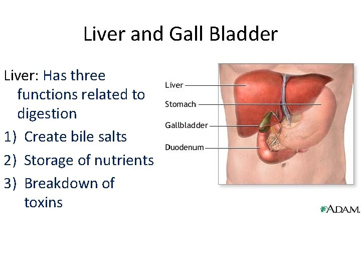 Liver and Gall Bladder Liver: Has three functions related to digestion 1) Create bile
