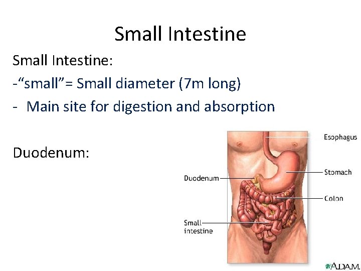 Small Intestine: -“small”= Small diameter (7 m long) - Main site for digestion and
