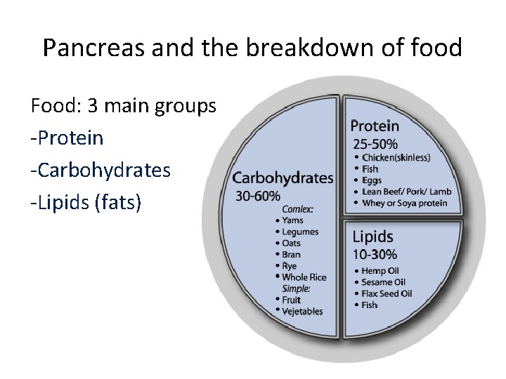 Pancreas and the breakdown of food Food: 3 main groups -Protein -Carbohydrates -Lipids (fats)