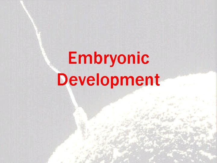 Embryonic Development 