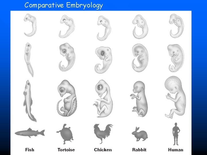 Comparative Embryology 85 