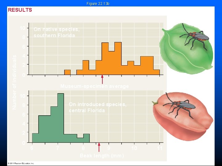 Figure 22. 13 b RESULTS Beak 10 On native species, southern Florida 8 Number