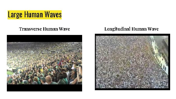 Large Human Waves Transverse Human Wave Longitudinal Human Wave 