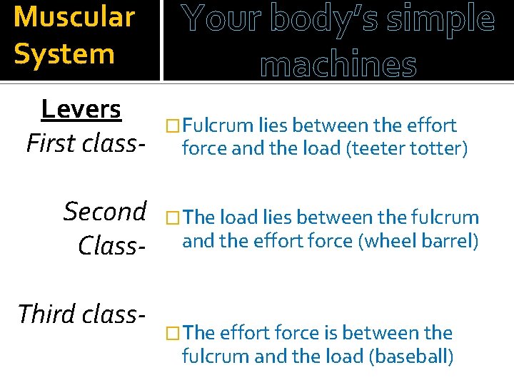 Muscular System Levers First class. Second Class. Third class- Your body’s simple machines �Fulcrum