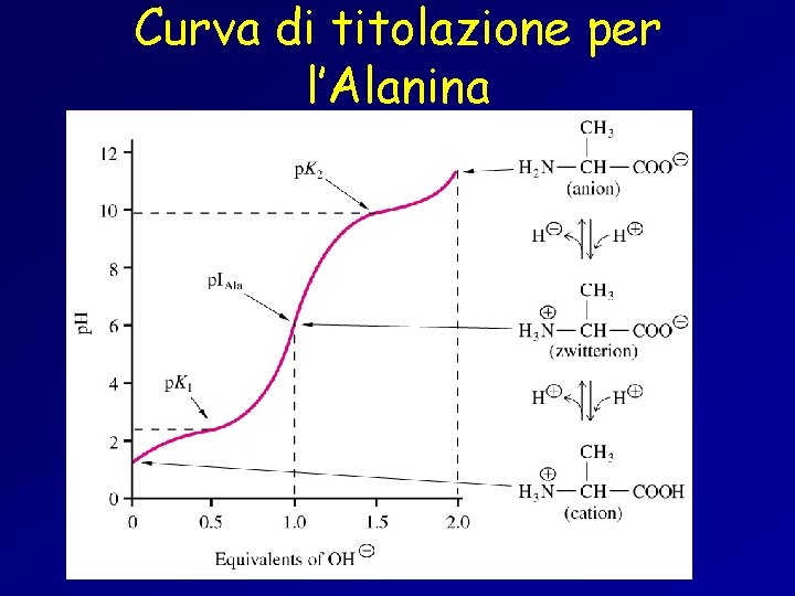 Curva di titolazione per l’Alanina 