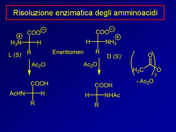 Risoluzione enzimatica degli amminoacidi 