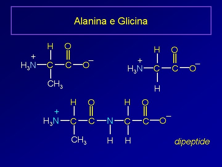 Alanina e Glicina H + H 3 N C O C H – O