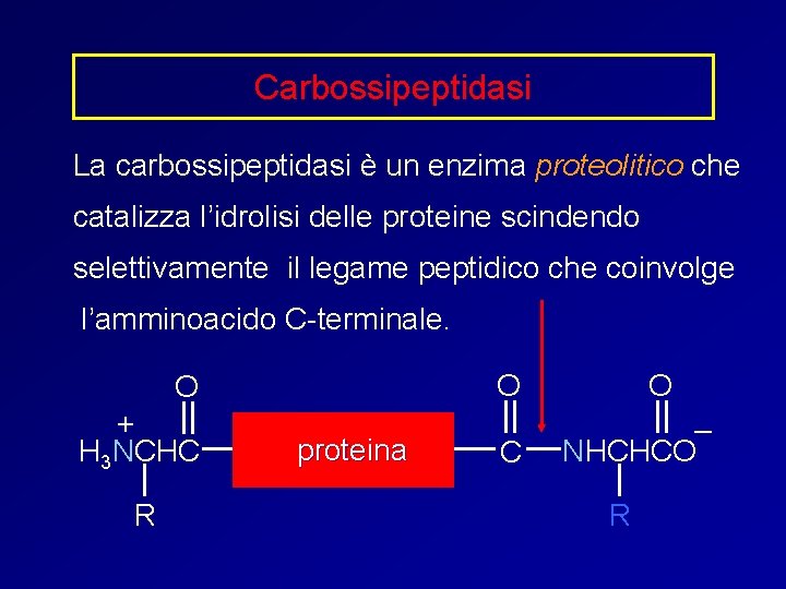 Carbossipeptidasi La carbossipeptidasi è un enzima proteolitico che catalizza l’idrolisi delle proteine scindendo selettivamente