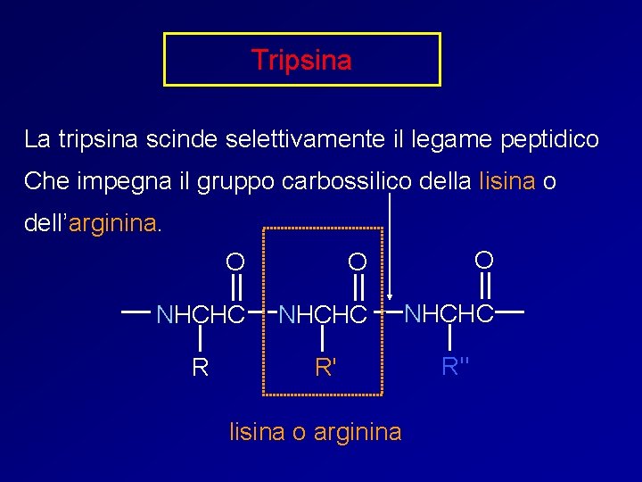 Tripsina La tripsina scinde selettivamente il legame peptidico Che impegna il gruppo carbossilico della