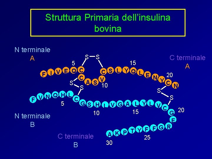 Struttura Primaria dell’insulina bovina N terminale A S S C terminale A 15 5