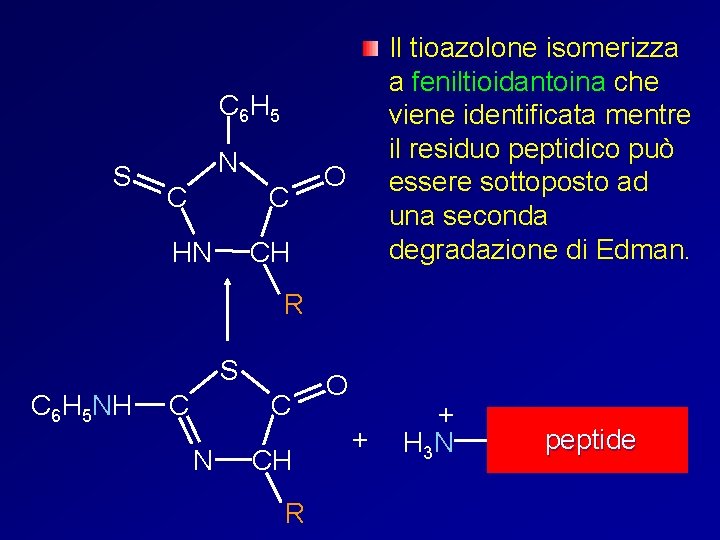Il tioazolone isomerizza a feniltioidantoina che viene identificata mentre il residuo peptidico può essere