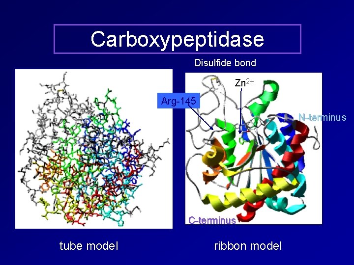 Carboxypeptidase Disulfide bond Zn 2+ Arg-145 N-terminus C-terminus tube model ribbon model 