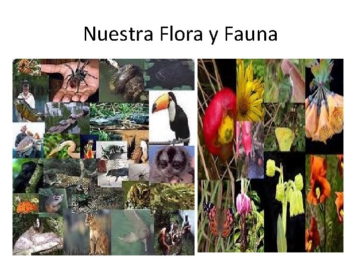 Nuestra Flora y Fauna 