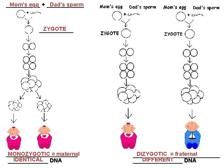 ______ Mom’s egg + ______ Dad’s sperm ZYGOTE ______ MONOZYGOTIC = maternal _______________ IDENTICAL