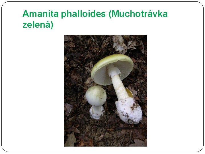 Amanita phalloides (Muchotrávka zelená) 