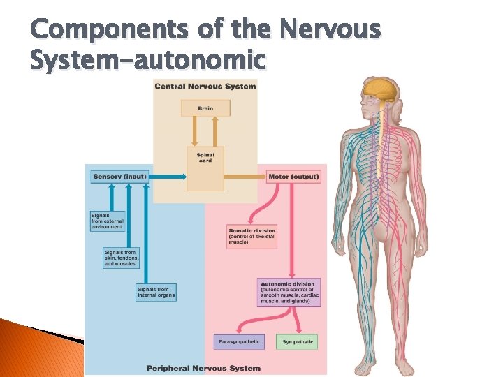 Components of the Nervous System-autonomic 