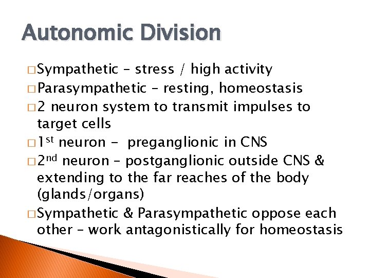 Autonomic Division � Sympathetic – stress / high activity � Parasympathetic – resting, homeostasis
