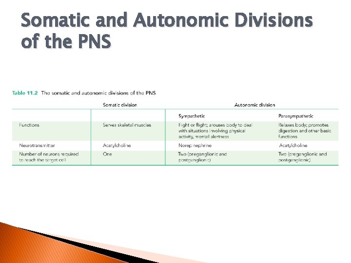Somatic and Autonomic Divisions of the PNS 