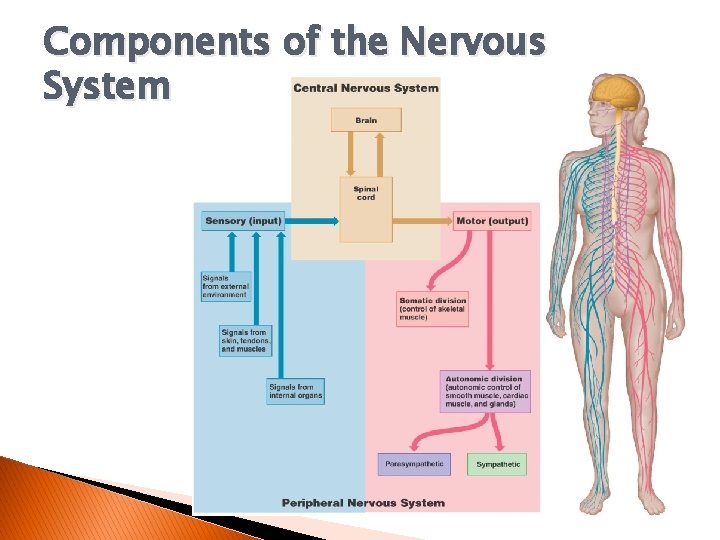 Components of the Nervous System 
