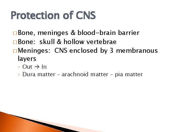 Protection of CNS � Bone, meninges & blood-brain barrier � Bone: skull & hollow