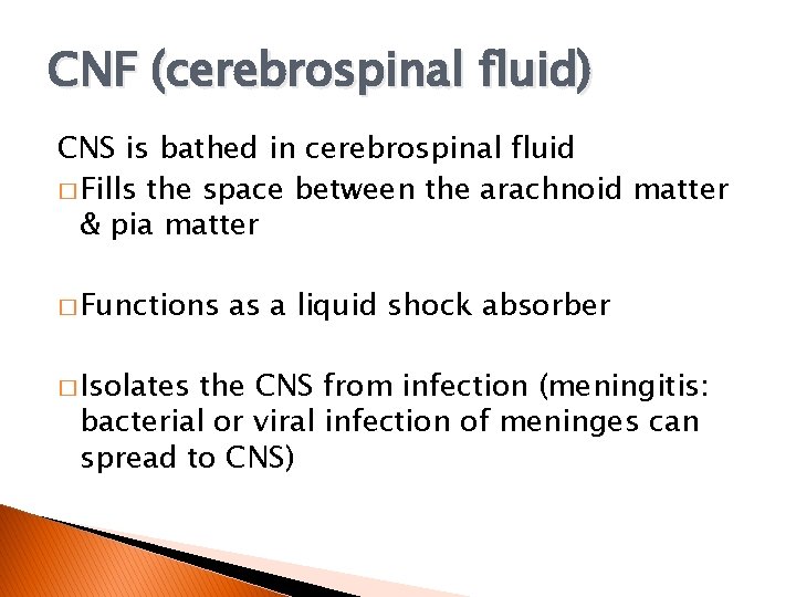 CNF (cerebrospinal fluid) CNS is bathed in cerebrospinal fluid � Fills the space between