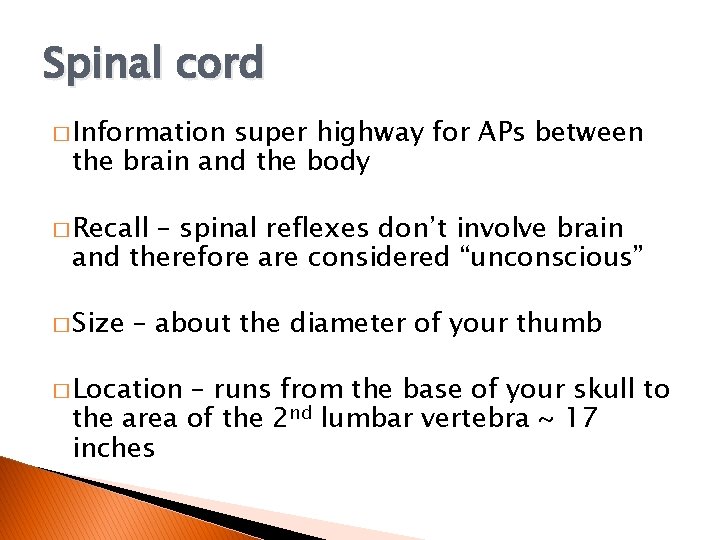 Spinal cord � Information super highway for APs between the brain and the body