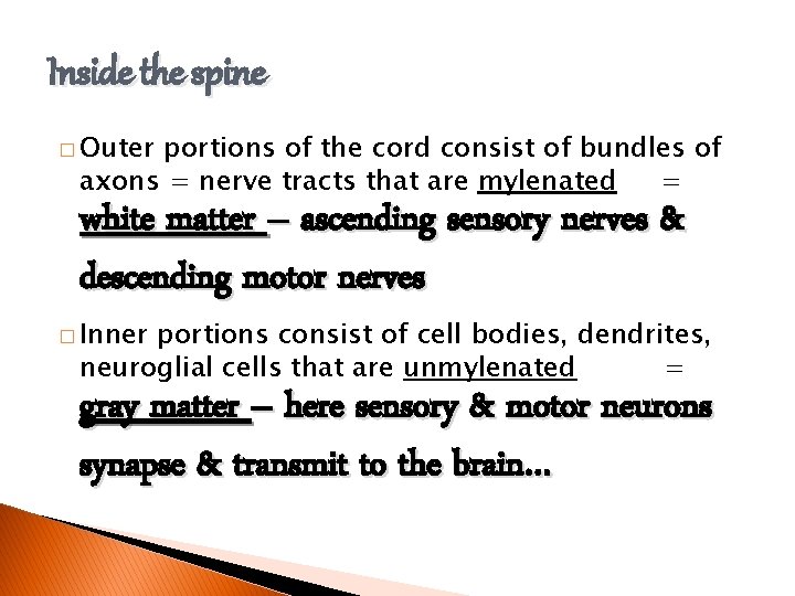 Inside the spine � Outer portions of the cord consist of bundles of axons