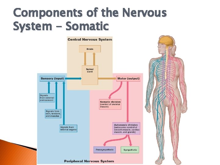 Components of the Nervous System - Somatic 