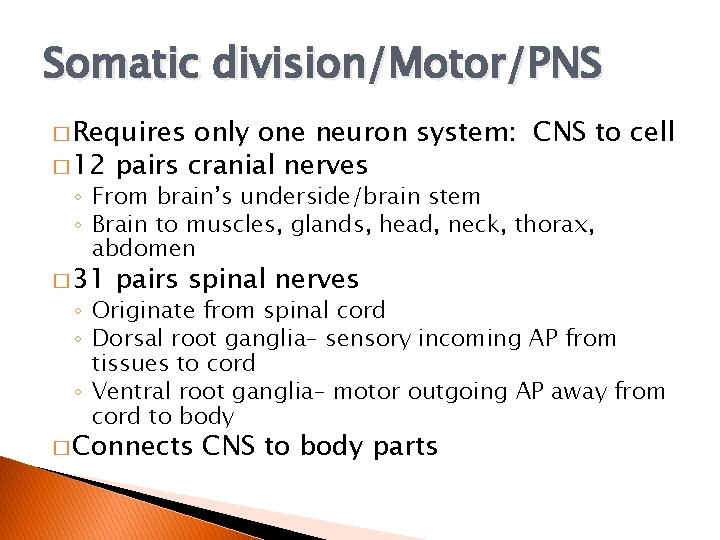 Somatic division/Motor/PNS � Requires only one neuron system: CNS to cell � 12 pairs