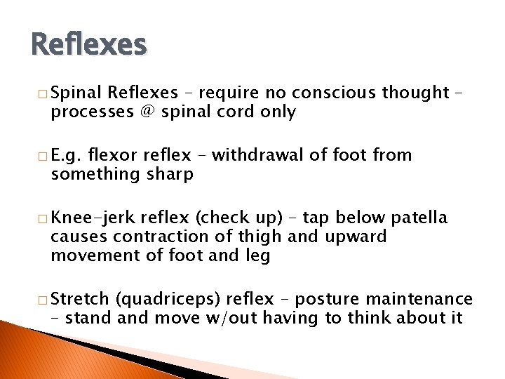 Reflexes � Spinal Reflexes – require no conscious thought – processes @ spinal cord