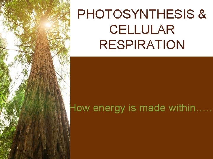 PHOTOSYNTHESIS & CELLULAR RESPIRATION How energy is made within…. . 