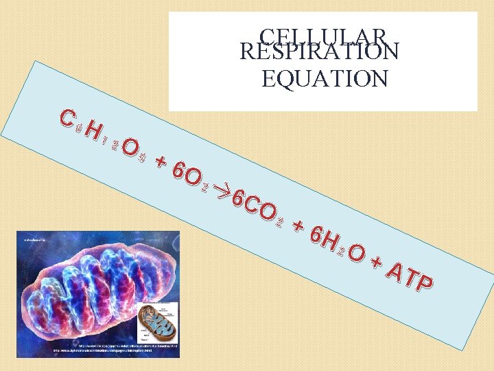 CELLULAR RESPIRATION EQUATION C₆ H₁ ₂O ₆ +6 O₂ 6 CO ₂+ 6 H