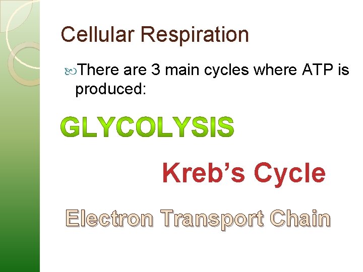 Cellular Respiration There are 3 main cycles where ATP is produced: Kreb’s Cycle Electron
