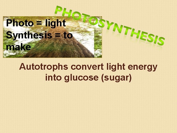 Photo = light Synthesis = to make Autotrophs convert light energy into glucose (sugar)