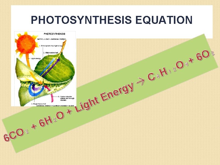 PHOTOSYNTHESIS EQUATION + ₂ O C 6 + O ₂ 6 H y g